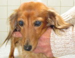 Dusty,langh.teckel,9 jaar, heeft 2x een hernia aanval gehad. Om dit te voorkomen krijgt zij regelmatig acupunctuur.